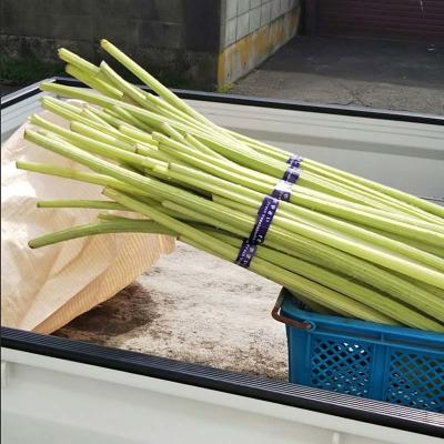 ふるさと納税 釧路市 【6月上旬発送予定】音蕗(おんぶき) 1kg 佃煮「ふきっこ」 セットの画像