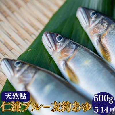 ふるさと納税 佐川町 鮎屋仁淀川の仁淀ブルー友釣り天然鮎500g(5-14尾)[2025年6月アユ漁解禁後発送]
