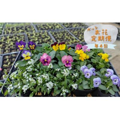 ふるさと納税 佐川町 年4回 季節のお任せ鉢花(ポット植え)定期便