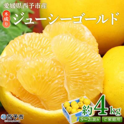 ふるさと納税 西予市 <木成り ジューシーゴールド(河内晩柑)ご家庭用 約4kg(S〜2L混合)> 訳あり