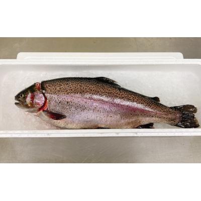 ふるさと納税 陸前高田市 生食可 サーモン まるごと1本 ブランド 鮭 岩姫サーモン 切身 冷蔵 刺身 海鮮丼 魚 無塩 養殖_3