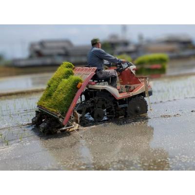 ふるさと納税 三宅町 [3回定期便]ひのひかり 玄米5kg×3回 全15kg 奈良県 三宅町 ヒノヒカリ 志埜米穀店