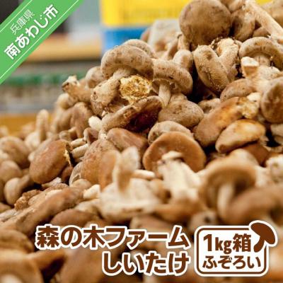 ふるさと納税 南あわじ市 森の木ファームしいたけ(1キロ箱)ふぞろい