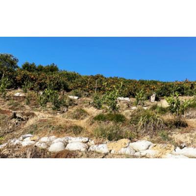 ふるさと納税 愛南町 先行受付 訳あり 極早生 温州みかん 10kg 愛媛 みかん 愛南町 愛媛県 ミッチーのおみかん畑 |  | 01