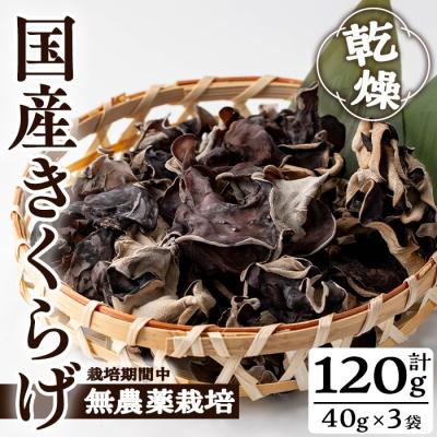 ふるさと納税 曽於市 国産きくらげ (40g×3袋)