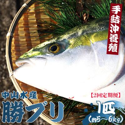 ふるさと納税 香南市 [2回定期便]ブリ 1匹(5kg〜6kg) 手結沖養殖 Wny-0015