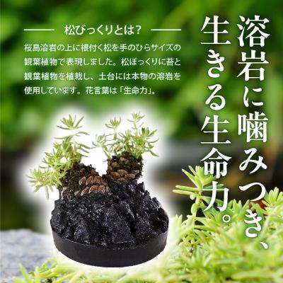 ふるさと納税 鹿児島市 火山の贈り物 ミニ観葉植物『松びっくり』 溶岩