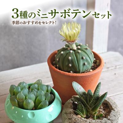 ふるさと納税 小牧市 ミニ サボテン セット(3種)[観葉植物・多肉植物][133O06]