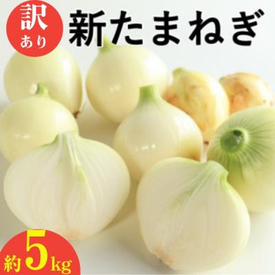 ふるさと納税 愛南町 訳あり 新たまねぎ 5kg シルクオニオン サイズミックス 愛南町青果市場 発送:11月上旬~