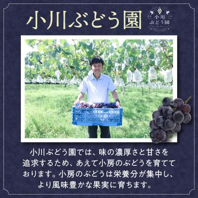 ふるさと納税 小牧市 種無し巨峰 約2kg(約5房) 2026年 先行受付 種なし