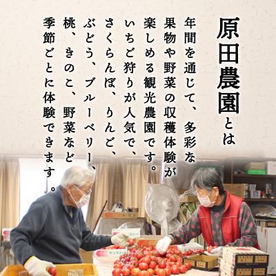 ふるさと納税 みどり市 フルーツトマト糖十郎(Mサイズ)　2027年3月~5月中旬発送【a010】_1