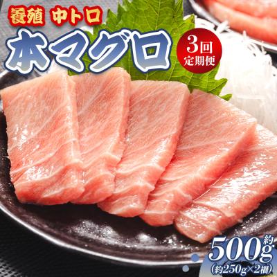 ふるさと納税 香南市 [3回定期便]中トロ 本マグロ柵 約250g 2冊 合計1.5kg 養殖 本マグロ Woo-0023
