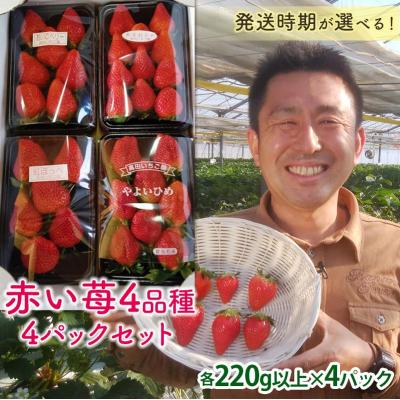 ふるさと納税 富岡市 自宅でいちご狩りセット<赤い苺4品種>[2026年1月4日〜3月31日発送] F21E-250