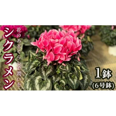 ふるさと納税 八千代町 [ 先行受付 11月下旬順次発送 ] シクラメン 6号鉢 1鉢 フラワーギフト [AJ001ya]