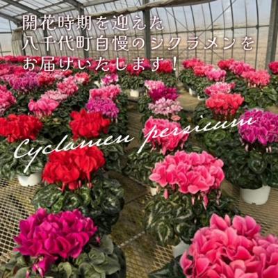ふるさと納税 八千代町 【 先行受付 11月下旬順次発送 】 シクラメン 6号鉢 1鉢 フラワーギフト [AJ001ya]の画像