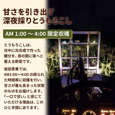 ふるさと納税 八千代町 2027年6月中旬以降発送 深夜採り とうもろこし