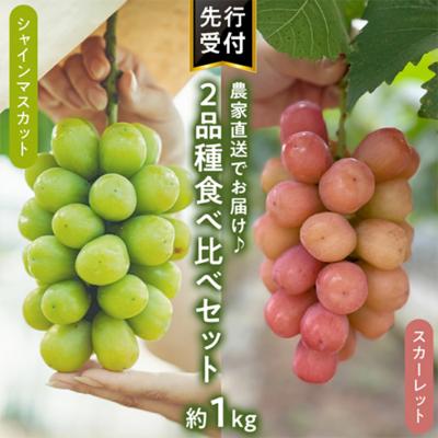 ふるさと納税 八千代町 [9月上旬以降発送]八千代町産 シャインマスカット スカーレット食べ比べ 約1kg[CU002ya]