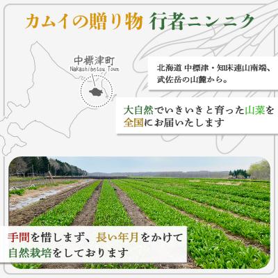 ふるさと納税 中標津町 行者にんにくグリーン行者×6袋 (葉部)【2001101】_2