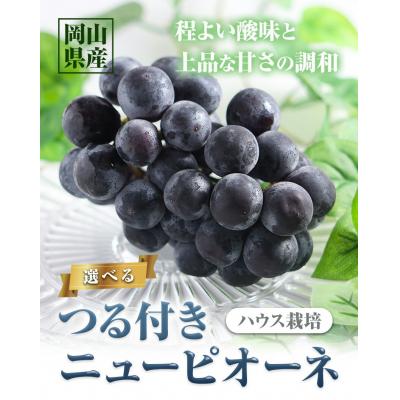 ふるさと納税 矢掛町 つる付きニューピオーネ1房680g以上[7月上旬-8月下旬頃出荷]配送不可地域あり