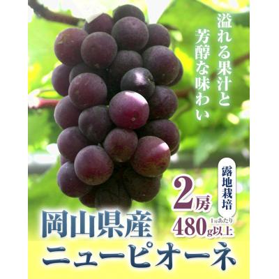 ふるさと納税 矢掛町 ニューピオーネ2房480g以上露地栽培[9月中旬-10月末頃出荷][配送不可地域あり]