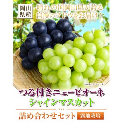 ふるさと納税 矢掛町 ニューピオーネ1房&amp;シャインマスカット1房[9月上旬-10月下旬頃出荷]