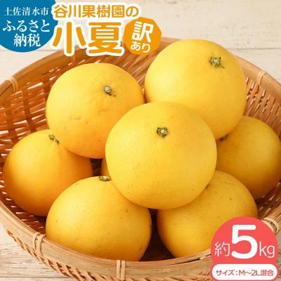 ふるさと納税 土佐清水市 訳あり 小夏 5kg 日向夏 みかん 柑橘 オレンジ フルーツ[R00238]