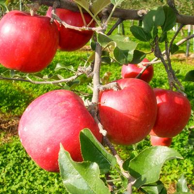ふるさと納税 弘前市 《定期便 2ヶ月に1回お届け》林檎清涼飲料水【AOMORI APPLE】|24_tsz-081203