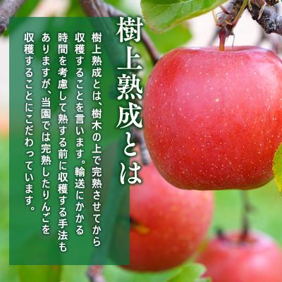ふるさと納税 平川市 【11〜12月発送】贈答用 樹上熟成りんご 王林・葉
