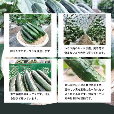 ふるさと納税 大館市 キュウリ 採りたてシャキ旨!36本_1