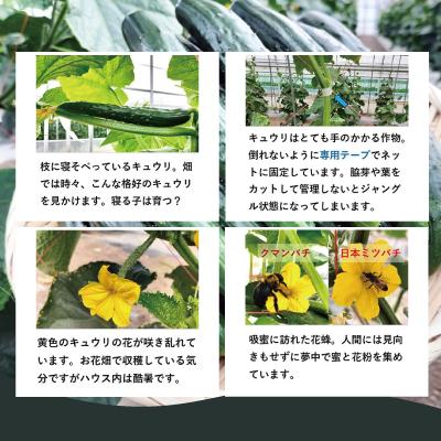 ふるさと納税 大館市 キュウリ 採りたてシャキ旨!36本_2