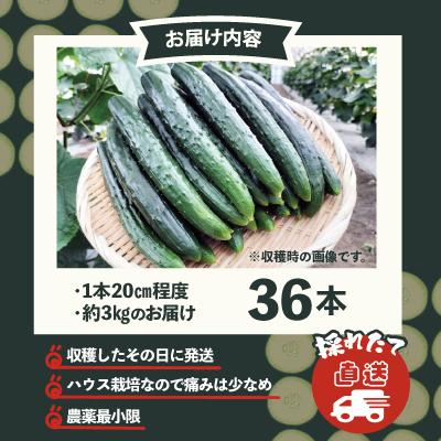 ふるさと納税 大館市 キュウリ 採りたてシャキ旨!36本_3