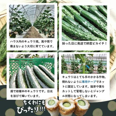 ふるさと納税 大館市 ステックキュウリ ポクポク柔らか!めんこい!約40本_1