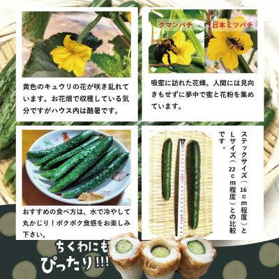 ふるさと納税 大館市 ステックキュウリ ポクポク柔らか!めんこい!約40本_2