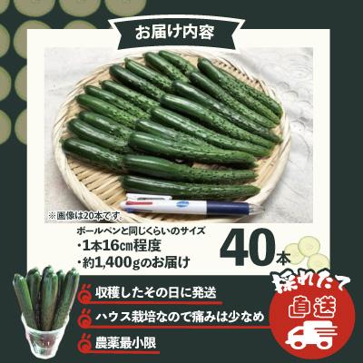 ふるさと納税 大館市 ステックキュウリ ポクポク柔らか!めんこい!約40本_3