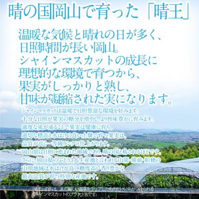 ふるさと納税 瀬戸内市 【先行受付】 シャインマスカット晴王 2房 (約1.2kg) 岡山県産 [No.5735-2158]の画像