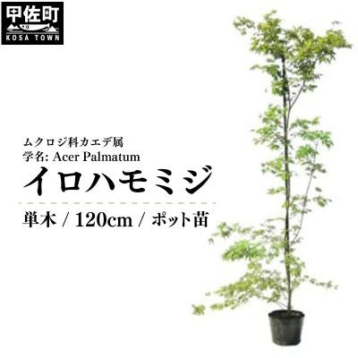 ふるさと納税 甲佐町 イロハモミジ(伊呂波紅葉)1.2m前後[単木]