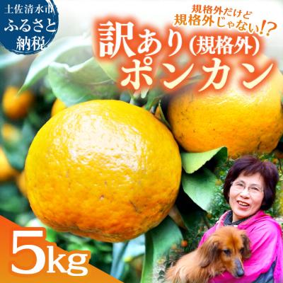 ふるさと納税 土佐清水市 R8.1月 規格外だけど規格外じゃない!? 訳あり 足摺ぽんかん 5kg みかん[R01485]