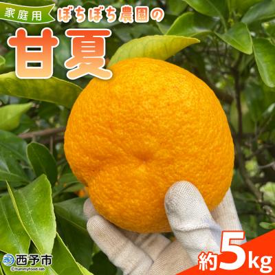 ふるさと納税 西予市 &lt;ぼちぼち農園の甘夏 家庭用 約5kg&gt; 選べる 5キロ あまなつ