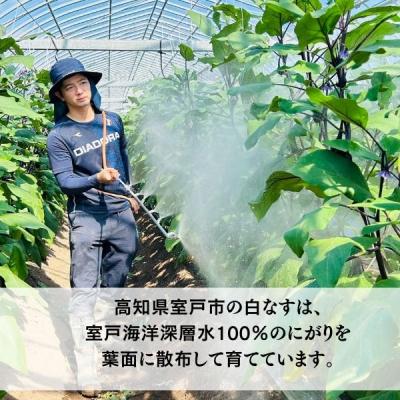 ふるさと納税 室戸市 【訳あり】 農家直送 白茄子 土佐の美味茄子の