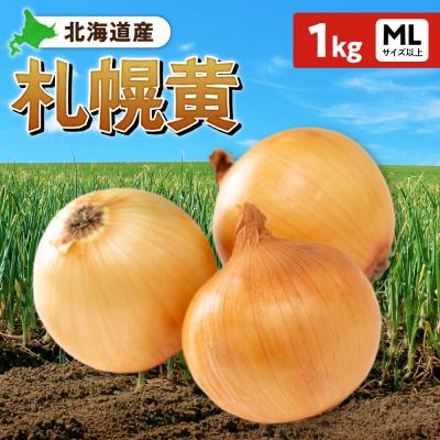 ふるさと納税 札幌市 札幌黄 玉ねぎ 北海道産 1kg MLサイズ以上_hs362-021