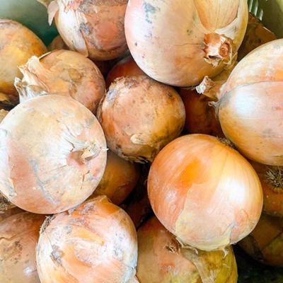 ふるさと納税 南あわじ市 【先行予約!】あわじ島完熟たまねぎ 3kg ◆配送6月〜12月下旬の画像