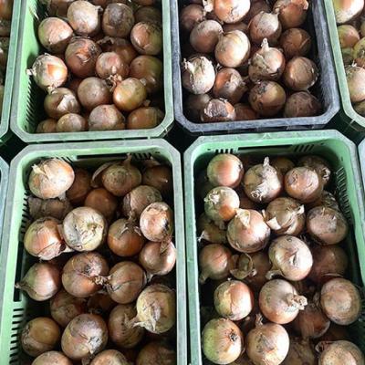 ふるさと納税 南あわじ市 【先行予約!】あわじ島完熟たまねぎ 5kg ◆配送6月〜12月下旬の画像