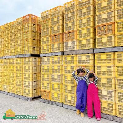 ふるさと納税 南あわじ市 【先行予約!】あわじ島完熟たまねぎ 5kg ◆配送6月〜12月下旬の画像