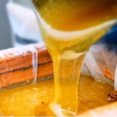 ふるさと納税 小郡市 はちみつ もちの木/山みつ 各600g セット 蜂蜜 2種[No5354-2264]の画像