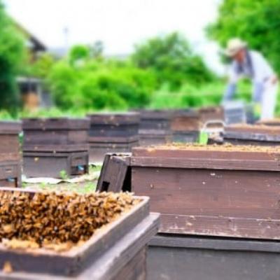 ふるさと納税 小郡市 はちみつ もちの木/山みつ 各600g セット 蜂蜜 2種[No5354-2264]の画像