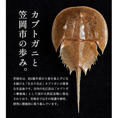 ふるさと納税 笠岡市 革製カブトガニ ブローチ【タックピン:グリーン