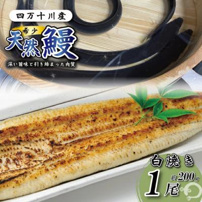 ふるさと納税 四万十市 希少 四万十川産&lt;天然うなぎ&gt;白焼き 1尾(約200g)