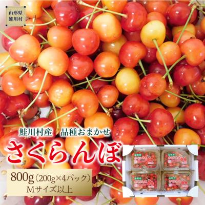 ふるさと納税 鮭川村 鮭川村産さくらんぼ <品種おまかせ> M以上800g(200g×4P)