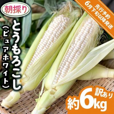 ふるさと納税 八千代町 2026年6月下旬以降発送 朝採り 訳あり とうもろこし ピュアホワイト約6kg[AX061ya]