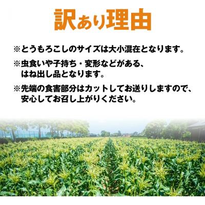 ふるさと納税 八千代町 2026年6月下旬以降発送 朝採り 訳あり